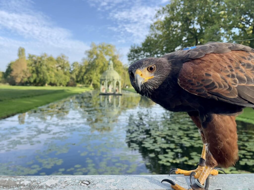 Photo 4 — Fauconnerie de l'Oise