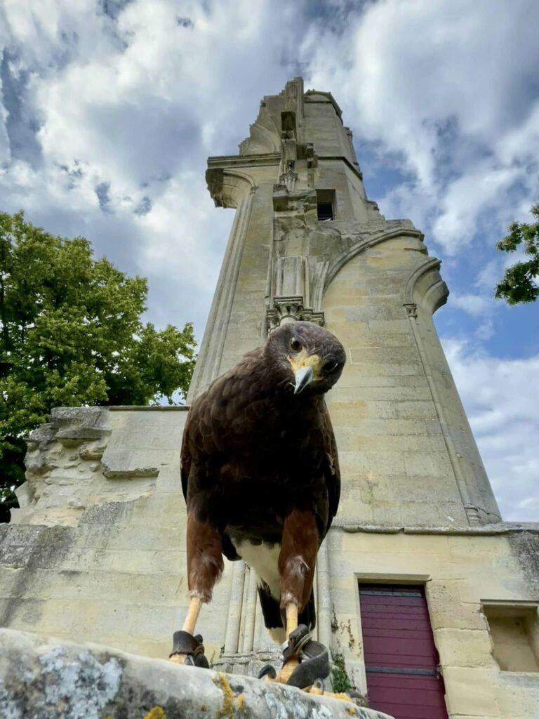 Photo 5 — Fauconnerie de l'Oise