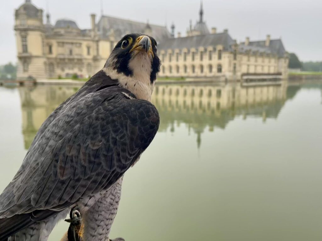 Photo 6 — Fauconnerie de l'Oise