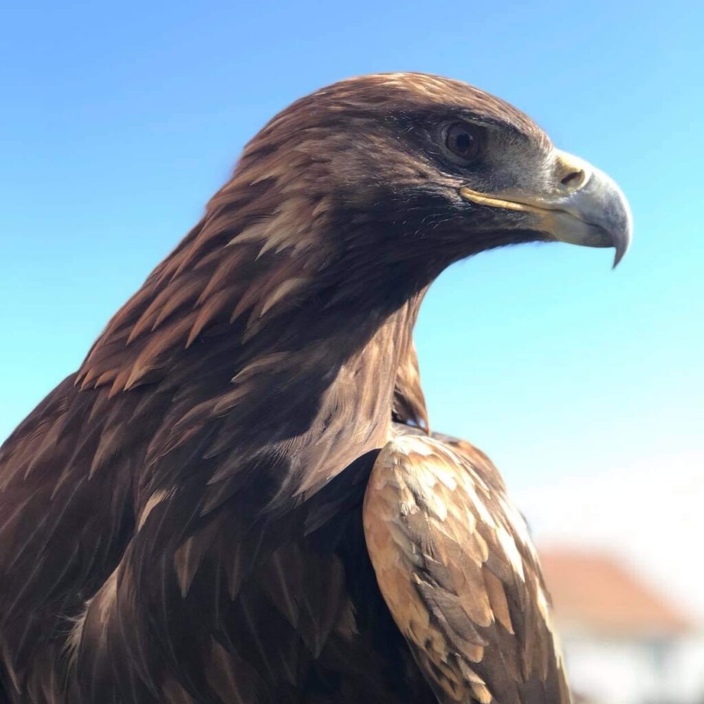 Aigle royal