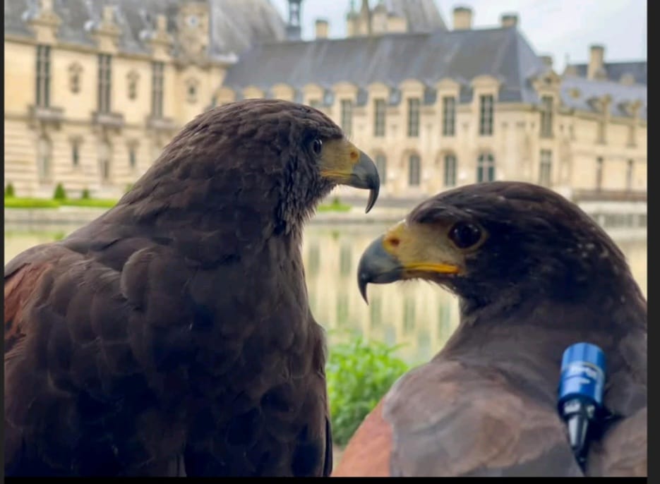 Duo de buses de Harris devant le Château de Chantilly